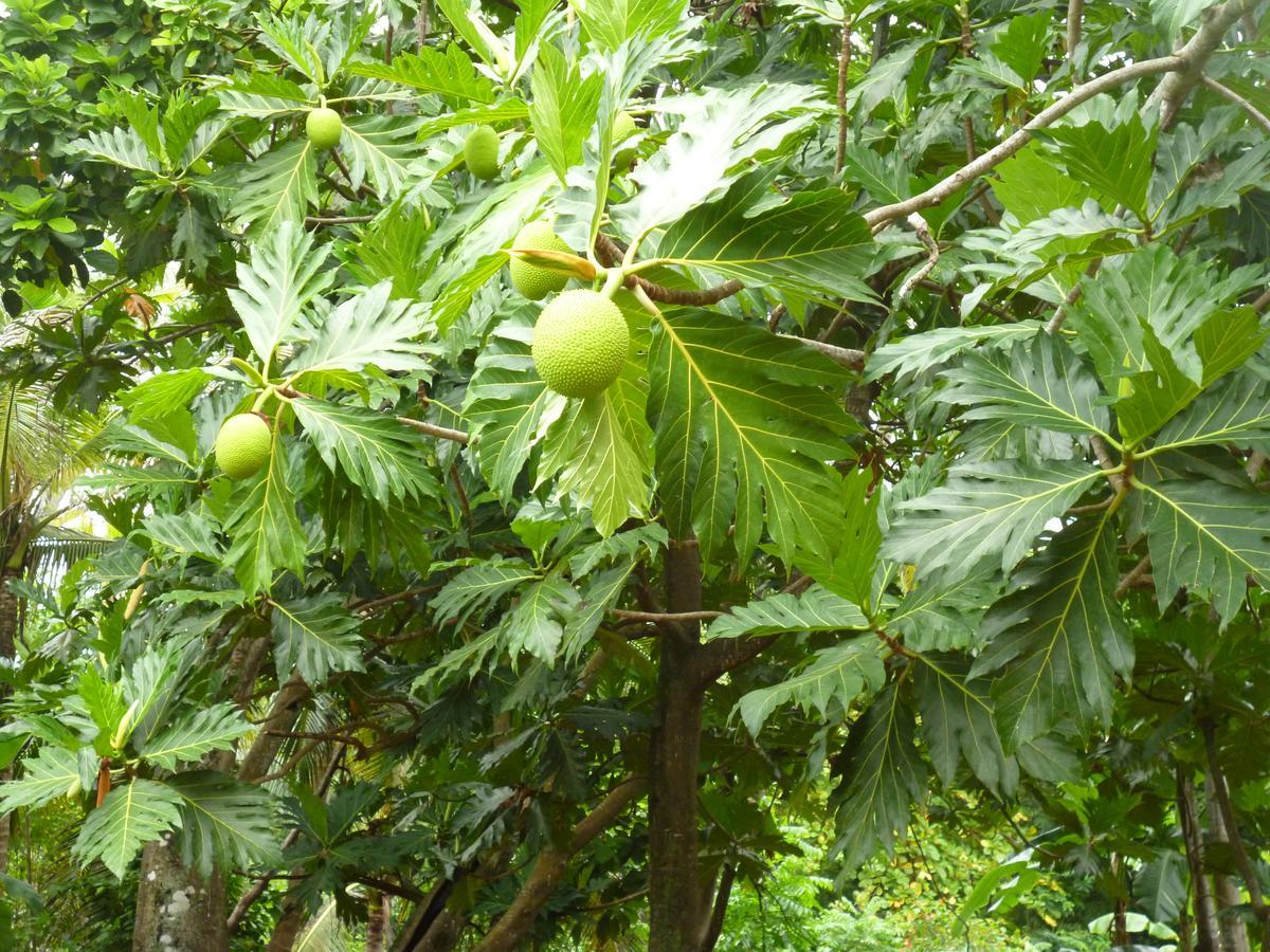 Posada Nativa Miss Casira San Andrés 外观 照片