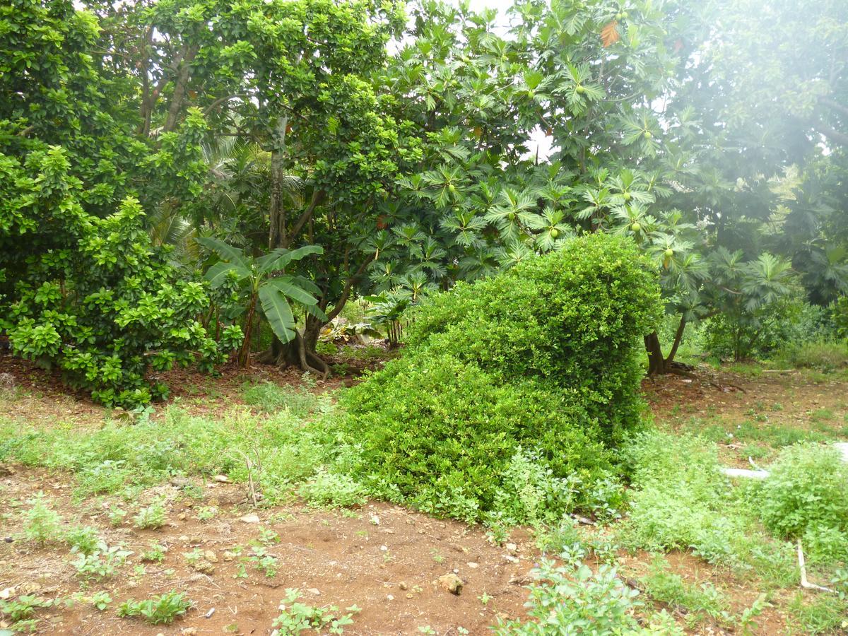 Posada Nativa Miss Casira San Andrés 外观 照片