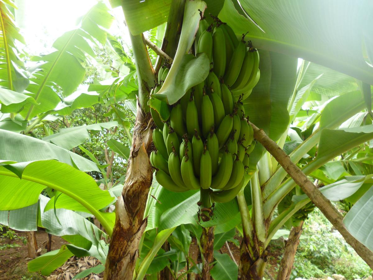 Posada Nativa Miss Casira San Andrés 外观 照片