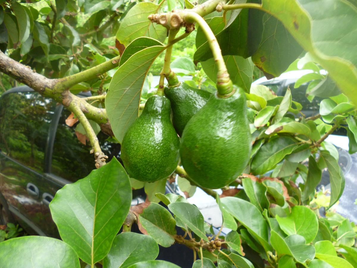 Posada Nativa Miss Casira San Andrés 外观 照片